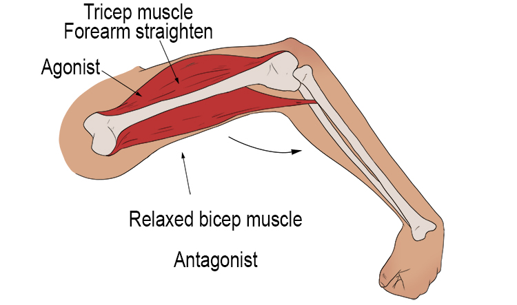 The muscle that moves the bone is known as the agonist muscle, and the relaxed muscle is known as the antagonist muscle. 